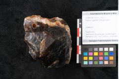 Foto (Objekt + Etikett) von Quercus gigantum Ettingshausen (NHMW-GEO-2024-0188-11579)